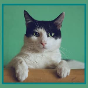 Romantic Music for Kitty Cats - Soprano Sax Solo - Cat Sleeping Music Project