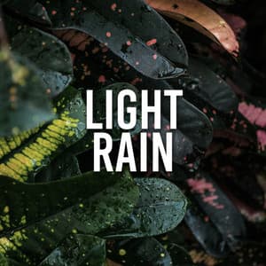 Light Rain - Rain Sounds & Nature Sounds