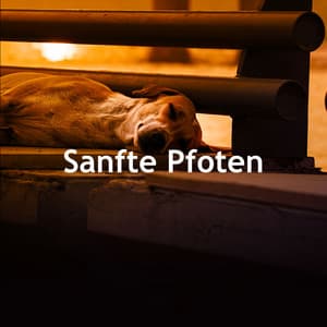 Sanfte Pfoten - Hundemusik