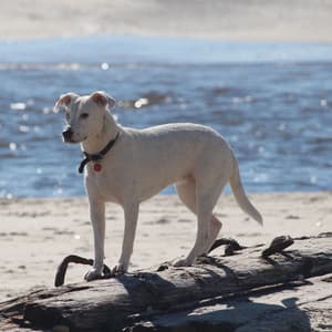 Aqua Dog Comfort: Binaural Oceanic Soothing Delight - Binaural Explorer