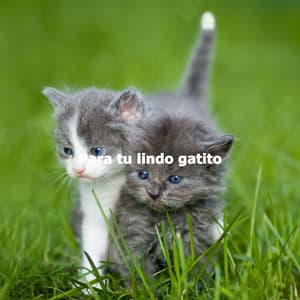 Para tu lindo gatito - Zondagmorgenmuziek Lounge