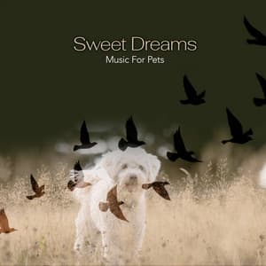 Sweet Dreams - Music For Pets