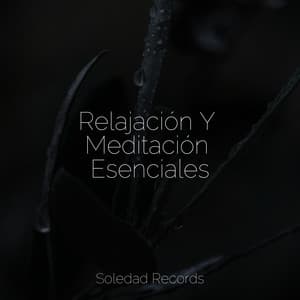 Relajación Y Meditación Esenciales - Relajante Academia de Música Zen