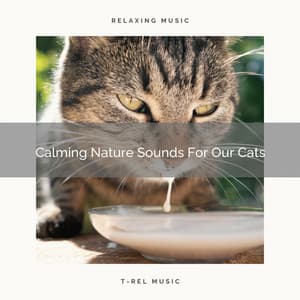 Calming Nature Sounds For Our Cats - Pets Total Relax
