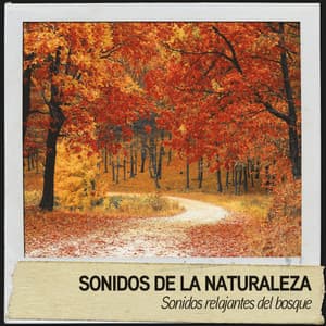 Sonidos de la Naturaleza: Sonidos relajantes del bosque - Natures Acoustics