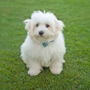 Serenity with Pups: Piano Rain's Doggy Retreat - Piano Animal