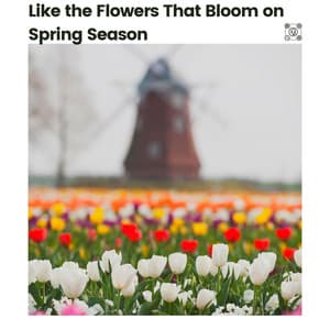 Like the Flowers That Bloom on Spring Season - Ambient 11