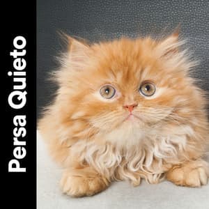 Persa Quieto - Musica para Gatos