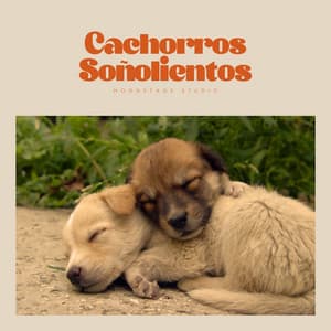 Cachorros Soñolientos - Buena Mañana