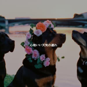 心地いい天気の連れ - Hotel Bossa Nova Deluxe