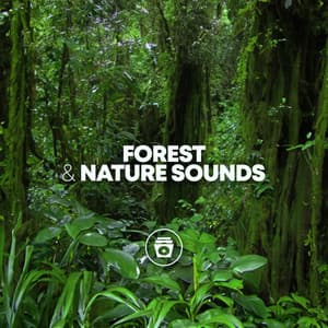 Forest & Nature Sounds - Rain Recorders