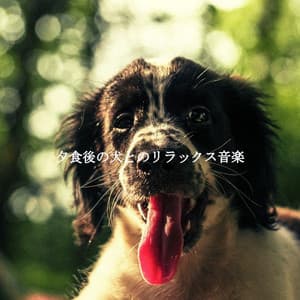 夕食後の犬とのリラックス音楽 - Hotel Lobby Jazz Music