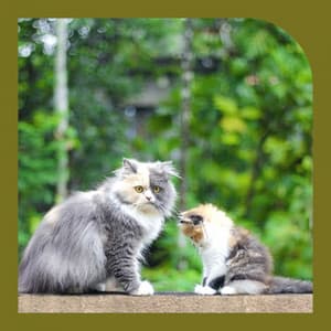 Stellar Ambiance for Classic with Cats - Soothing Cat Music