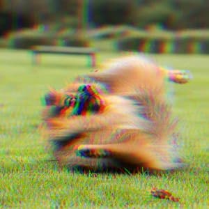 Feelings for Doggy Night Walks - Music for Pets Playlist