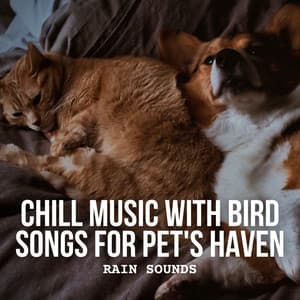 Rain Sounds: Chill Music with Bird Songs for Pet's Haven - Let It Rain