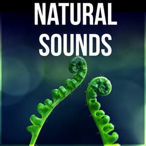 Natural Sounds - Time for Study, Effective Working Music, Mental Inspiration, Focus on Learning - Awesome Nature Sounds Ensemble