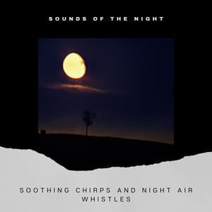 Soothing Chirps and Night Air Whistles - Sounds of the Night