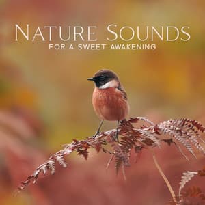 Nature Sounds For A Sweet Awakening – Nature Life Background - Total Nature Relaxation