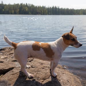 Paws in Peace: Ambient Waterscapes for Dogs - Dog Music TA