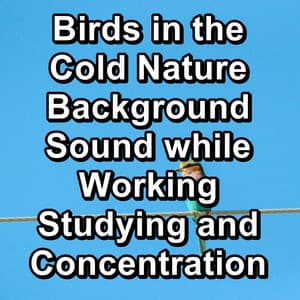 Birds in the Cold Nature Background Sound while Working Studying and Concentration - Bird Sounds 2016