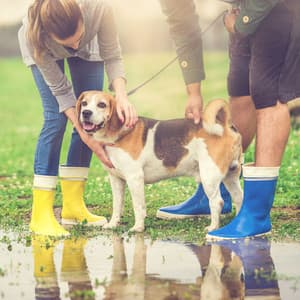 Rainy Bonding Time: Calming Soundscape for Pet Connection ASMR - Rain Rec.