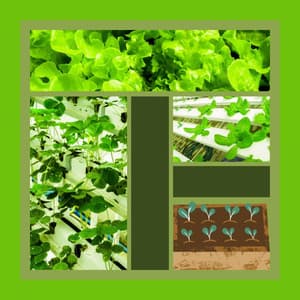 Jazz Guitar - Background for Spring Rest - Perfect Weekend Jazz