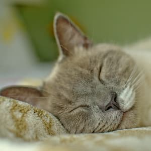 Piano Rain: Embrace in Cat's Dreamland - Wonderclouds