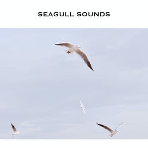 Seagull Sounds - ASMR Earth