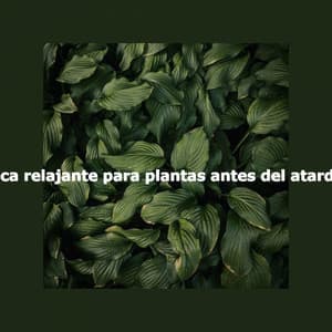Música relajante para plantas antes del atardecer - Hotel Chillout Lounge