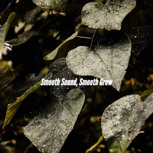 Smooth Sound, Smooth Grow - Quiet Jazz & Coffee