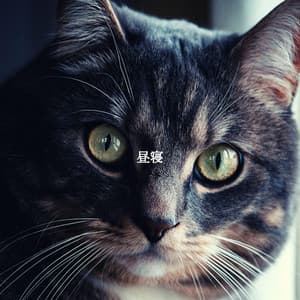 昼寝 - Thiago Sanchez Jazz Quartet