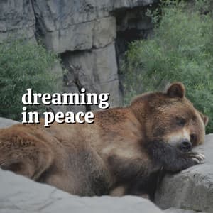 Dreaming in Peace - Sleep Meditation