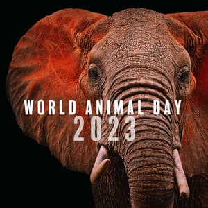 World Animal Day 2023 - Calm Animals Music