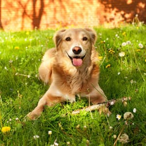 Ambient Dog's Joy: A Water Symphony of Companionship - Sleeping Music For Dogs