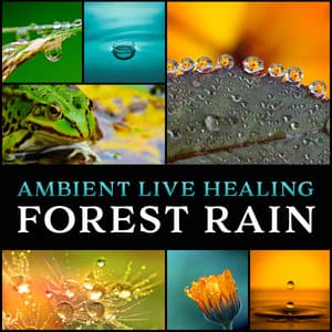 Ambient Live Healing Forest Rain: Soothing Sounds of Rain for Rest, Sleep, Yoga Relaxation, Massage, Pure Zen Forest Therapy - Natural Sounds Music Academy