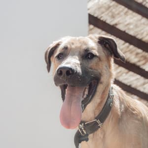 Music for Sleepy Pups - Piano - Dog Music Experience