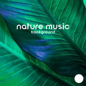 Nature Music Background: Birds and Water Sounds for Sleep and Studying - Singing Birds Zone