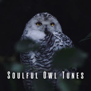 Soulful Owl Tunes - Peaceful Nature Sounds