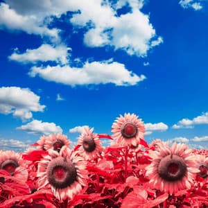 Music for Reflection Sounds - Bossa Guitar Trio - Easy Sunday Listening