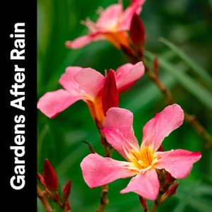 Gardens After Rain - Nature and Rain