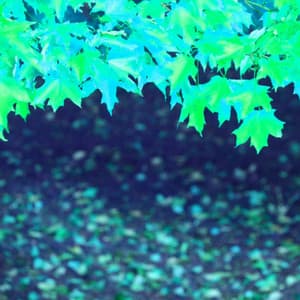 Piano Bossanova Duo - Work at Home Music