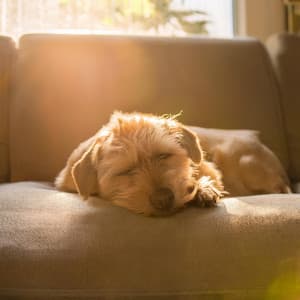Sonidos Serenos Para La Relajación De Los Perros - Caminante de la naturaleza