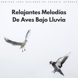 Relajantes Melodías De Aves Bajo Lluvia: Sonidos Para Sesiones De Estudio Intensas - Lluvia Mozart