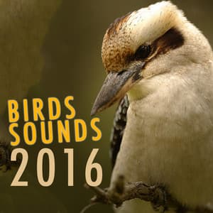 Bird Sounds 2016 - Bird Sounds 2016