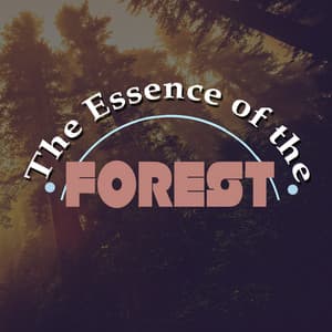 The Essence of the Forest - Ambiance nature