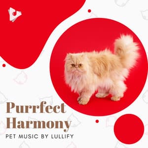 Purrfect Harmony - Pet Music by Lullify