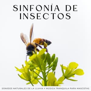 Sinfonía De Insectos: Sonidos Naturales De La Lluvia Y Música Tranquila Para Mascotas - Lluvia Mozart