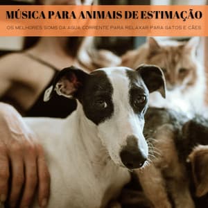 Música Para Animais De Estimação: Os Melhores Soms Da Agua Corrente Para Relaxar Para Gatos E Cães - Música Relax para Bares