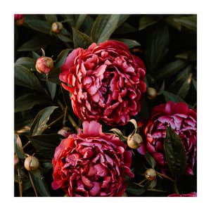 Our Perfect Evenings - Chill Out Time Consort