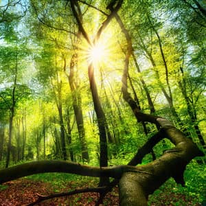 Enchanted Vistas: A Melody of Nature's Beauty - Alpha Wave